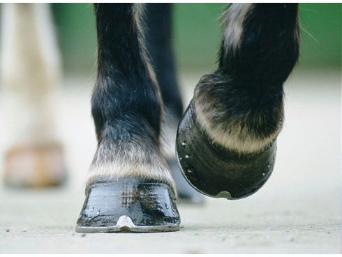 Hoof Supplements & Care – JGS Equine Supplies